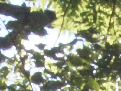 Sony SLT-A33: přesvědčivý revolucionář