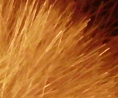 BenQ DC T1260: přítel citlivé peněženky