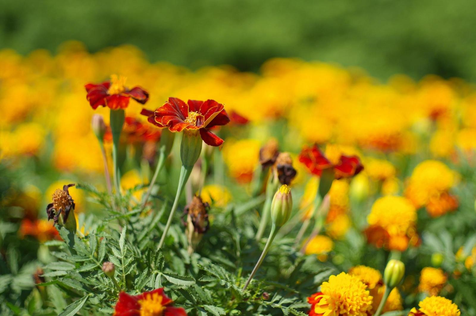 Minolta MD Rokkor 45mm F2.0 (MD)