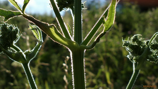 Fotíme mobilem: Slunce, přítel i protivník