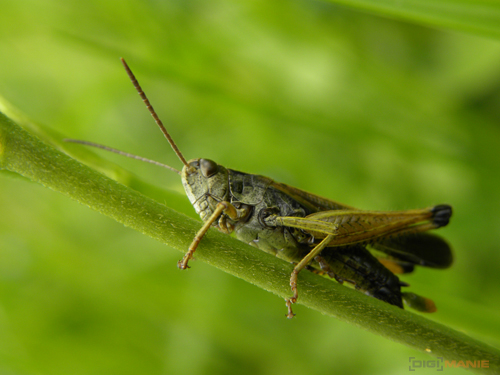 Nikon Coolpix P90: napodruhé mnohem lépe