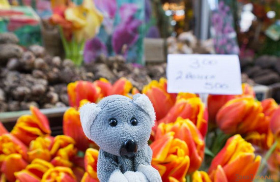 Koala cestuje: Eindhoven a Amsterdam v Holandsku