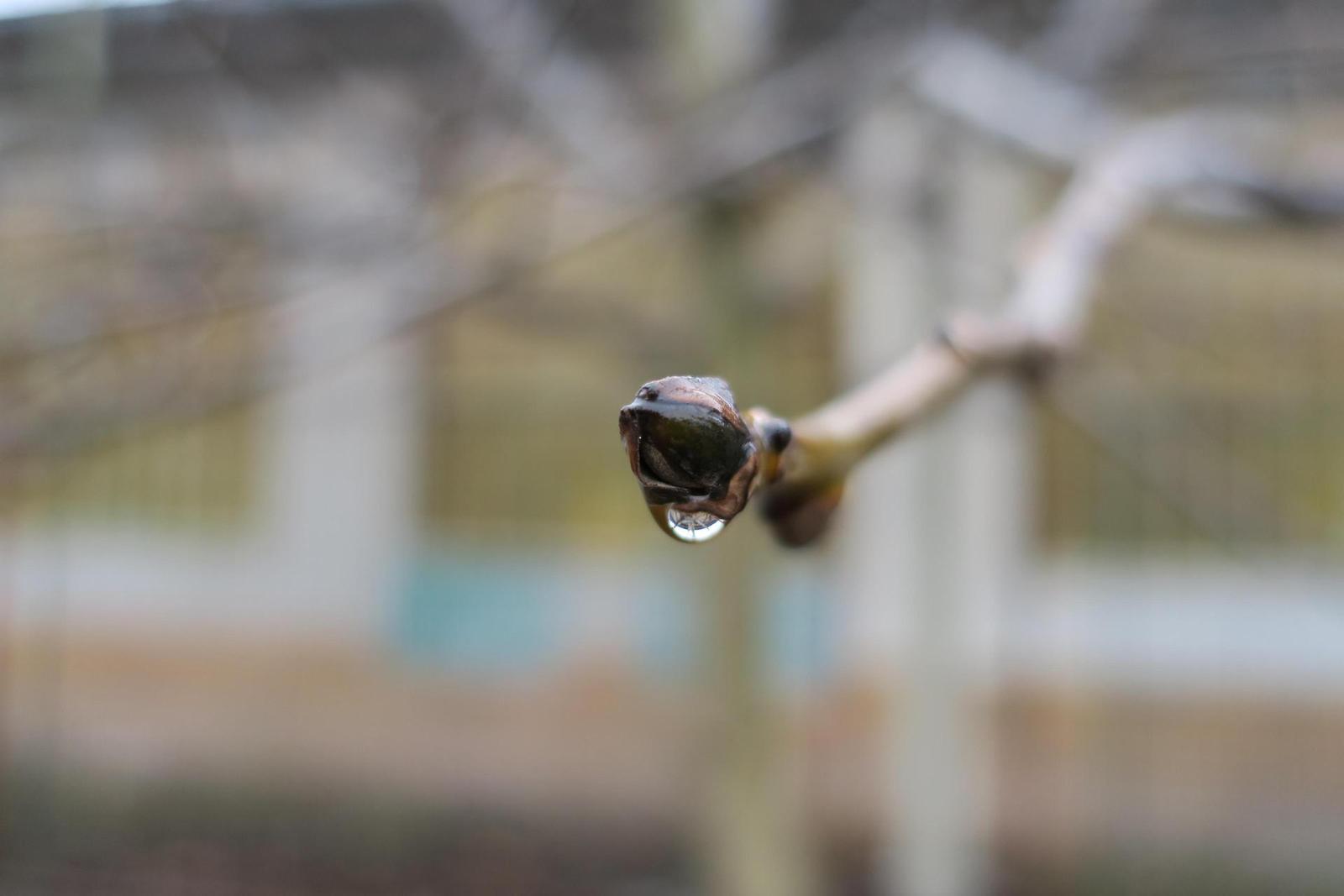 Canon PowerShot G9 X vs Sony Cyber-shot RX100