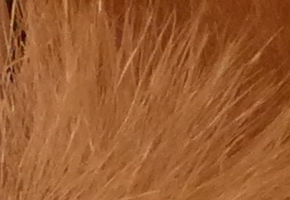 Panasonic Lumix LX7: kompaktní hvězda noci