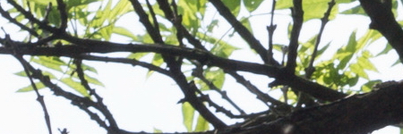 Carl Zeiss Jena DDR Pancolar 1,8/50mm MC electric (M42)