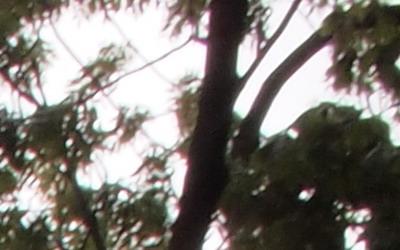 Olympus M.Zuiko Digital 17mm F2,8 Pancake