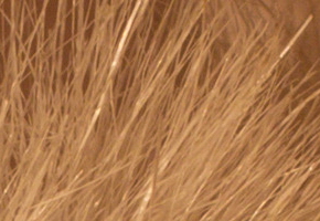 Canon EOS 60D: na pomezí dvou světů