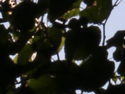 Canon EOS 550D: třídní premiant