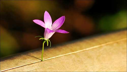 FotoVýzva - 2. kolo Jarní probouzení: vyhodnocení