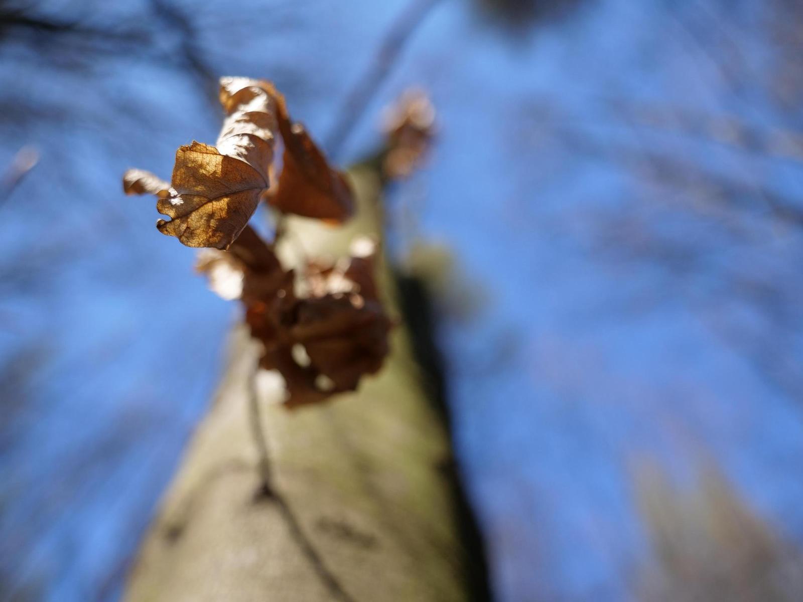 Panasonic Leica DG Vario-Elmarit 12-60mm / F2.8-4.0 ASPH. / Power O.I.S.