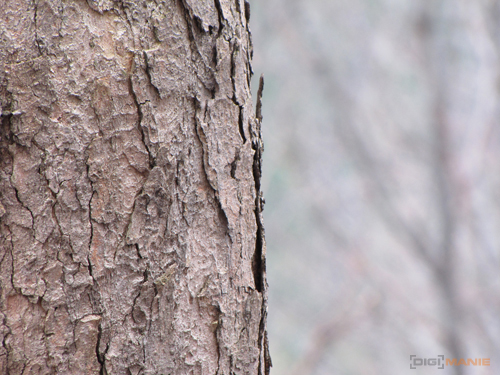 Canon PowerShot SX1 IS vs. SX10 IS: souboj CMOS a CCD