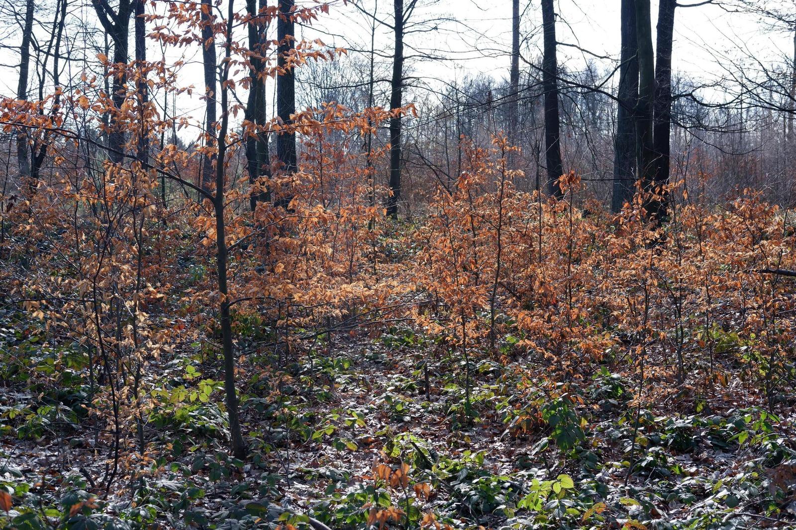 Fujinon XF 35mm F2 R WR