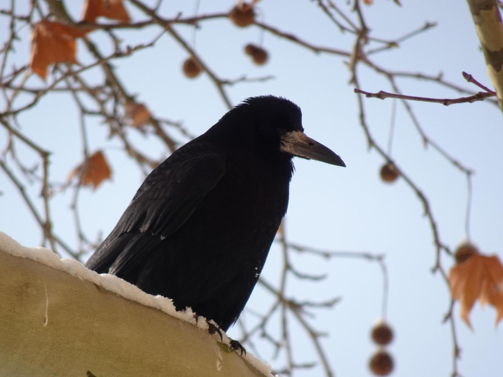 Sony Cyber-shot HX99: postřehy z praxe