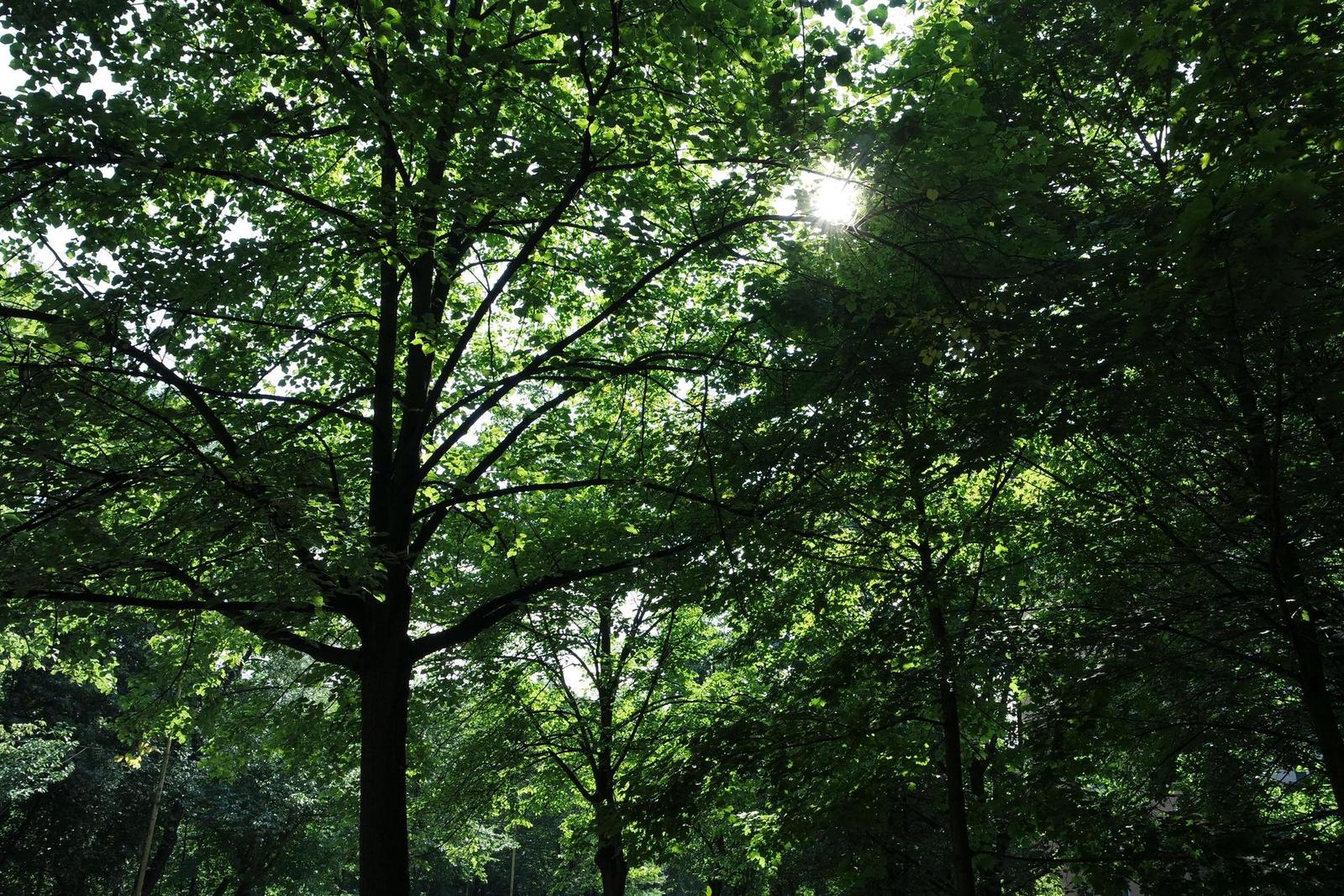 Samsung 16-50mm 1:3.5-5.6 ED OIS Power Zoom