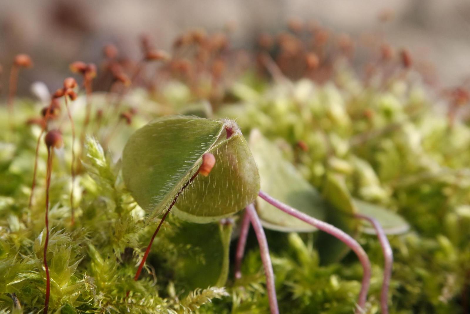 Samsung NX-M 9-27mm F3.5-5.6 OIS