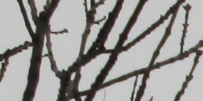 Canon PowerShot SX160 IS: více megapixelů i zoomu