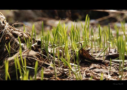 FotoVýzva - 2. kolo Jarní probouzení: vyhodnocení