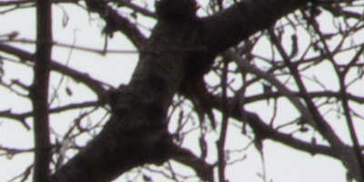 Fujifilm X-S1: jedinečný