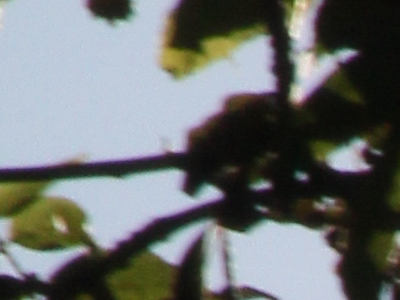 Canon EOS 550D: třídní premiant