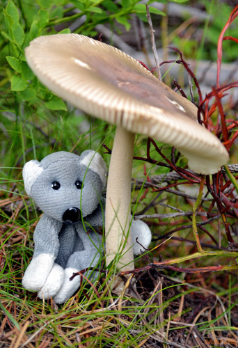 Fotíme s Koalou: Kouzla dlouhé expozice