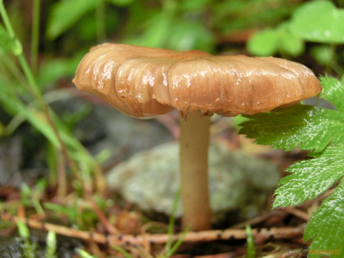 Casio EXILIM ZR100: kapesní formule