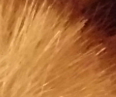 BenQ DC T1260: přítel citlivé peněženky