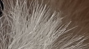 Sony Cyber-shot RX100 III (RX100M3): superSony