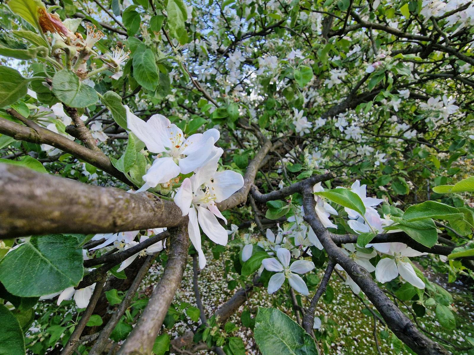 Samsung Galaxy S22 Ultra: pětioký fotografický král?