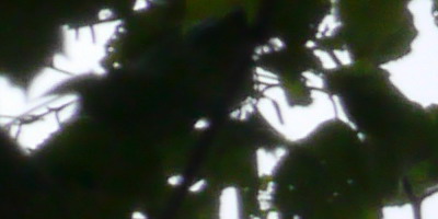 Panasonic Lumix G Vario 100-300mm F4-5,6