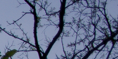 Nikon Coolpix A: velmi příjemná (ne)výraznost