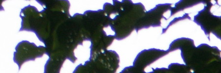 Nikon AF-S DX NIKKOR 55-200mm f/4-5.6G IF-ED VR