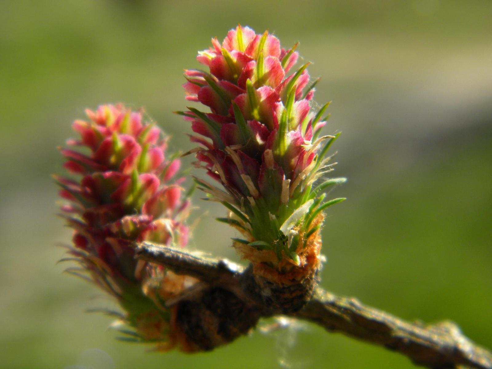 Nikon Coolpix L100: lovec hmyzu