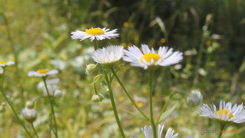 Canon EOS 500D: povedený pokračovatel rodu