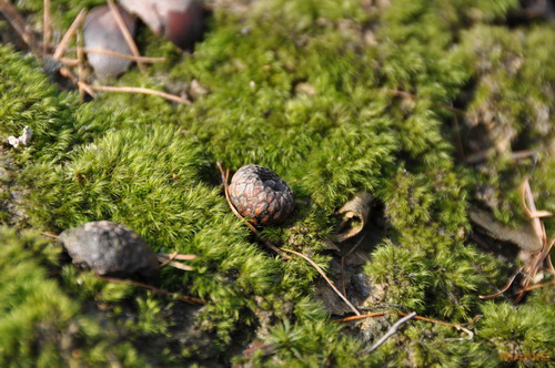 Dva objektivy nebo jeden ultrazoom?