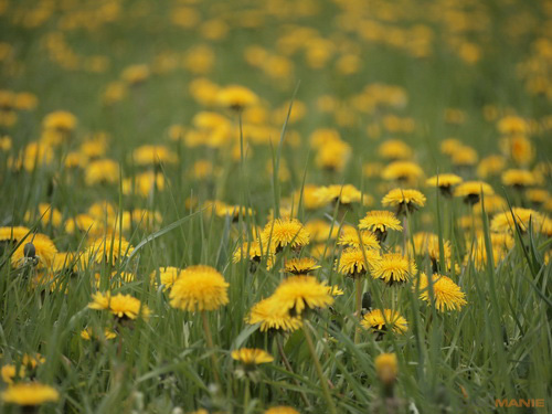 Olympus M.Zuiko Digital 40-150 mm F4-5,6 + nová R verze