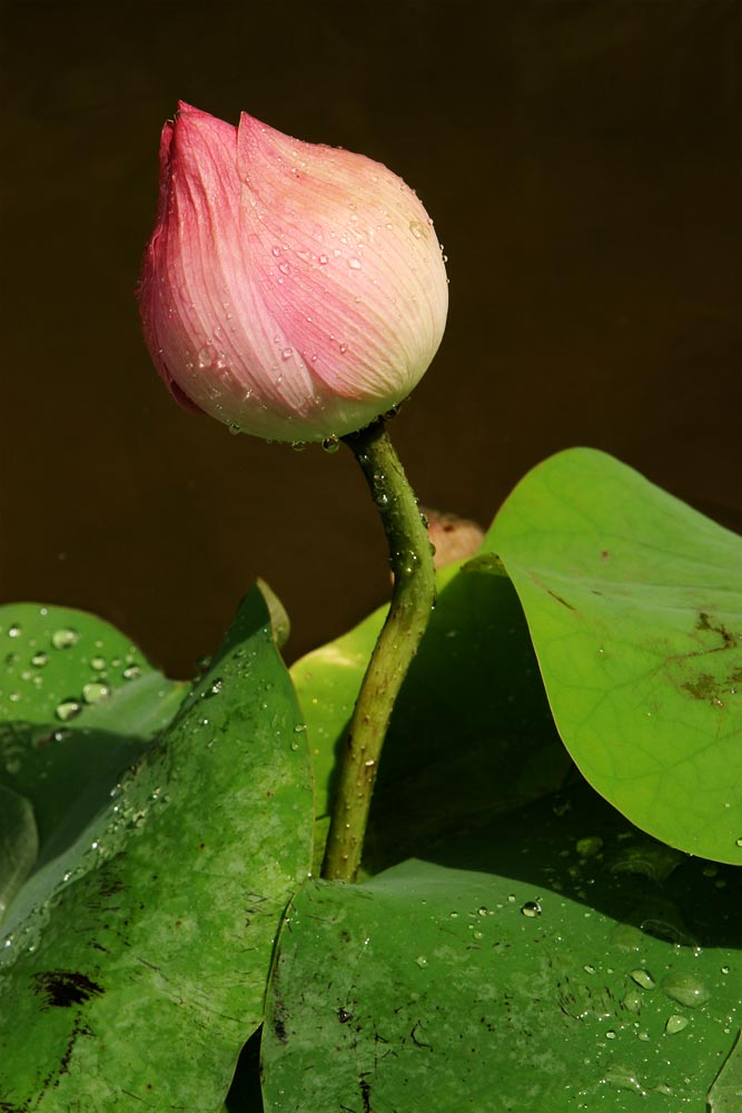 Tipy a Triky nejen pro začátečníky, díl 5. - Fotografujeme na jaře