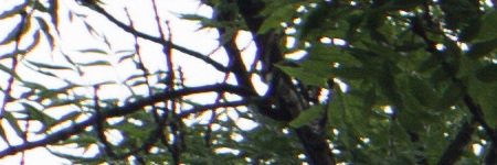 Minolta MD Rokkor 45mm F2.0 (MD)