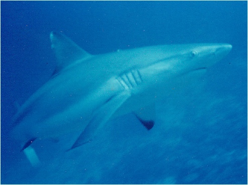 Jak fotografovat pod vodou?