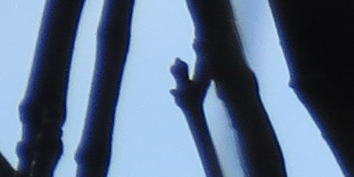 Canon PowerShot SX50 HS: překvapivá kombinace