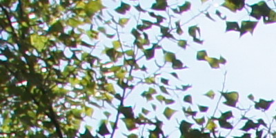 Sony SAL-1855 (DT 18-55mm F3,5-5,6 SAM)