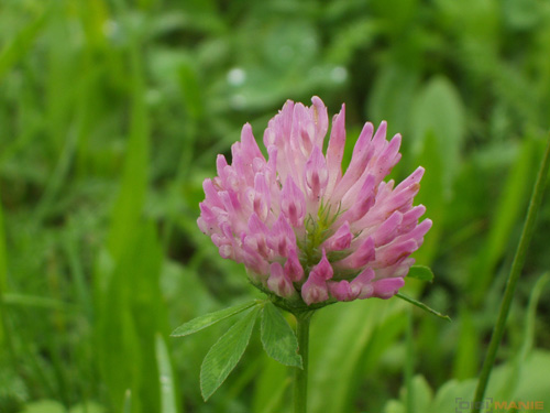 Starý vs. nový aneb megapixely k ničemu?