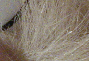 Sony Cyber-shot RX100: terminátor zrcadlovek