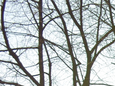 Sigma DP2: otestovali jsme Foveon!