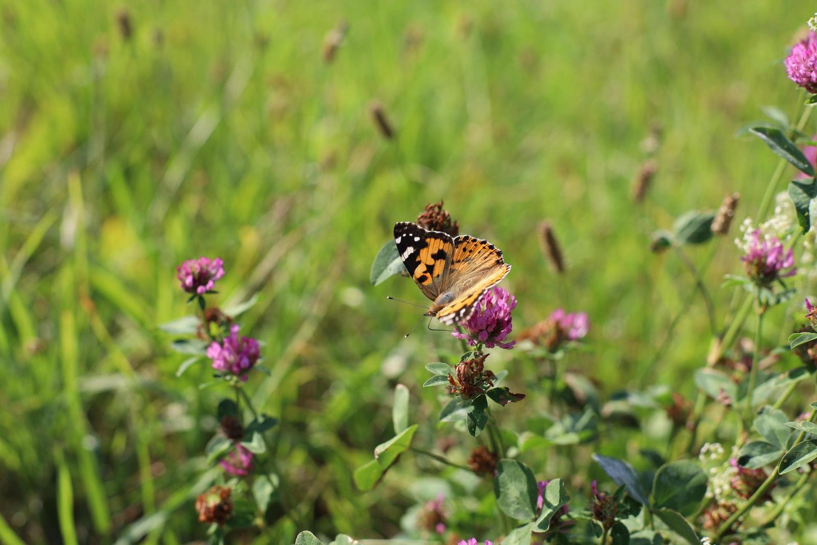 Canon EF 50mm f/1.4 USM