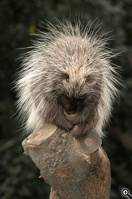 Tipy a Triky nejen pro začátečníky, díl 9. - Fotografujeme v ZOO