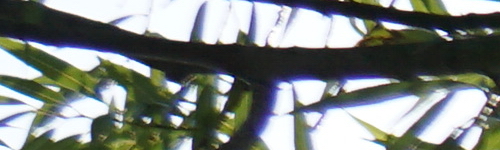 Sony E 55-210mm F4.5-6.3 OSS (SEL55210)