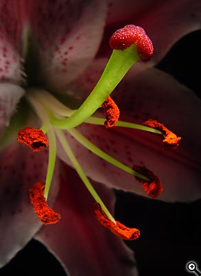 Tipy a triky nejen pro začátečníky, díl 12. - Fotografujeme květiny