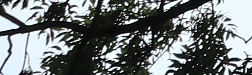 Canon EF-M 15-45mm f/3.5-6.3 IS STM