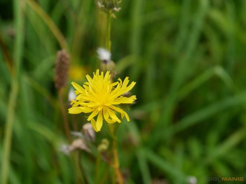 Panasonic Lumix G Vario 14-42mm F3,5-5,6 APSH.