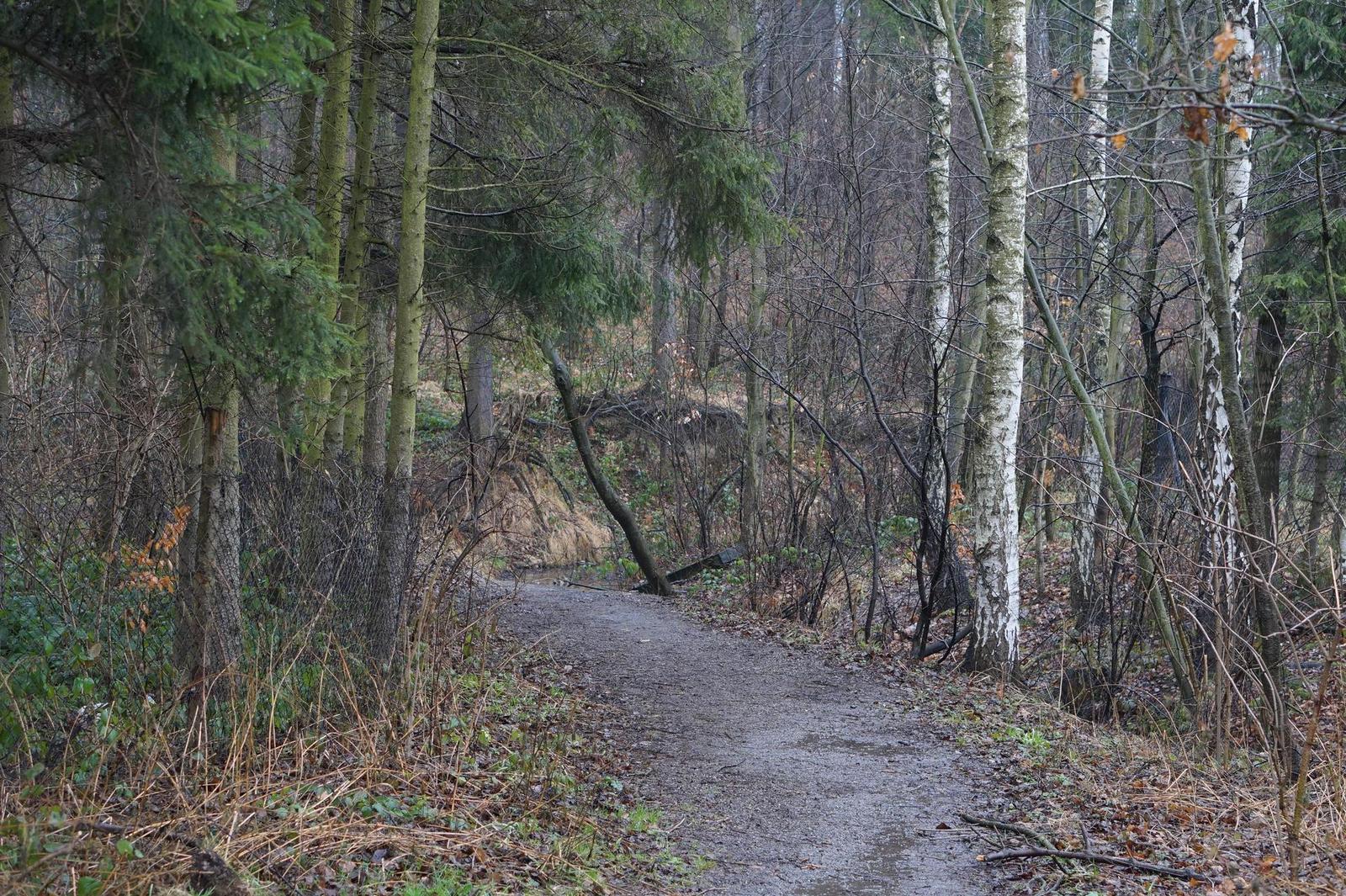 Sony E 1.8/50mm OSS (SEL-50F18)